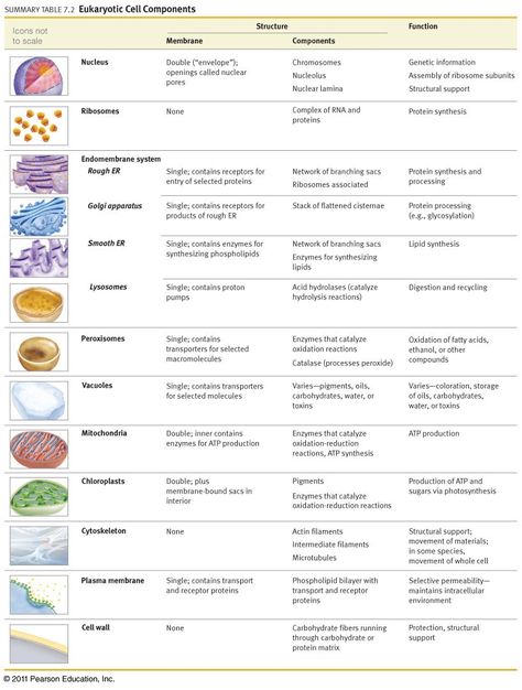 Cell membrane- controls the space they enclose, help with cellular mobility and maintain the cell’s s... Cer Examples, Cell Organelles Functions, Cellular Reproduction, Cell Parts And Functions, Endomembrane System, Cell Biology Notes, Microbiology Study, Science Cells, Cell Parts