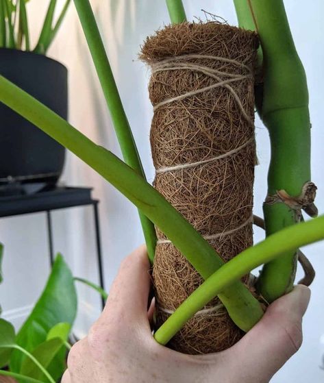 Monstera Climbing, Monstera Pot, Monstera Deliciosa Care, Indoor Climbing Plants, Monstera Plant Care, Plant Training, Moss Pole, Fall Gardening, Coco Coir