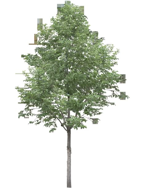 Trees Architecture Photoshop, Tree Elevation Architecture Photoshop, Plants Elevation Architecture, Trees For Photoshop Architecture, Elevation Background Photoshop, Trees Photoshop Architecture, Tree Rendering Architecture, Tree Elevation Architecture, Tree Photoshop Architecture