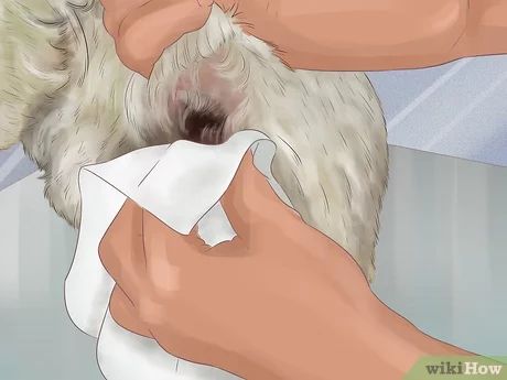 Dog Glands, Groom In Jeans, Dog Grooming Shih Tzu, Dog Grooming Diy, Puppy Checklist, Dog Remedies, Dog Grooming Tips, Dog Health Tips, Dog Pads