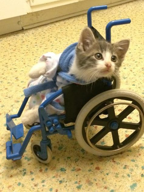 Pinner: My kitten just got back from the vet. Me: Awe. Poor baby. That is the smallest wheelchair ever!!! Gatto Carino, Wheel Chair, Image Chat, Söt Katt, Baby Kittens, Cute Kittens, Silly Cats, Cats Meow, Funny Animal Pictures