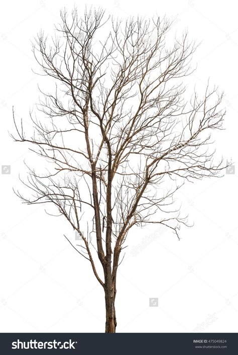 Dead Tree Or Dry Tree Isolated On White Background With Clipping Path.  #tree #dead #dry #isolate #isolated #nature #white #background #wood #art #line Trees Art Drawing, Dried Tree Branches, Tree Branch Tattoo, Grass Silhouette, Tree Photoshop, Tree Outline, Dry Tree, Tree Drawings Pencil, Branch Tattoo