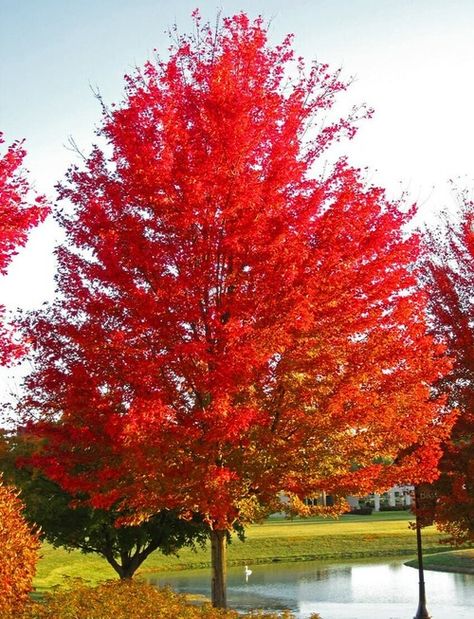 Autumn blaze maple trees grow to heights of 60-100 feet. They have thick green leaves in summer and vibrant fall foliage. Grows in shade to partial sun. Mosquito Repellent Plants, Planting Zones, Silver Maple Tree, Tree Stakes, Deer Resistant Perennials, Red Maple Tree, Long Blooming Perennials, Repellent Plants, Hummingbird Plants