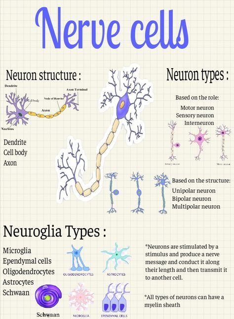 Nerve Cell Notes, Neuroglia Cells, Neuron Diagram, Neuron Structure, Types Of Neurons, Brain Nerves, Sistem Saraf, Basic Anatomy, Motor Neuron