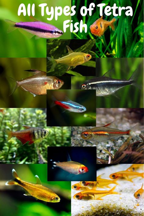 Cute Freshwater Fish, Neon Tetra Fish Tank Ideas, Tetra Fish Tank, Freshwater Sharks, Tetra Aquarium, Neon Tetra Fish, Tetra Fish, Fish Aquarium Decorations, Neon Tetra