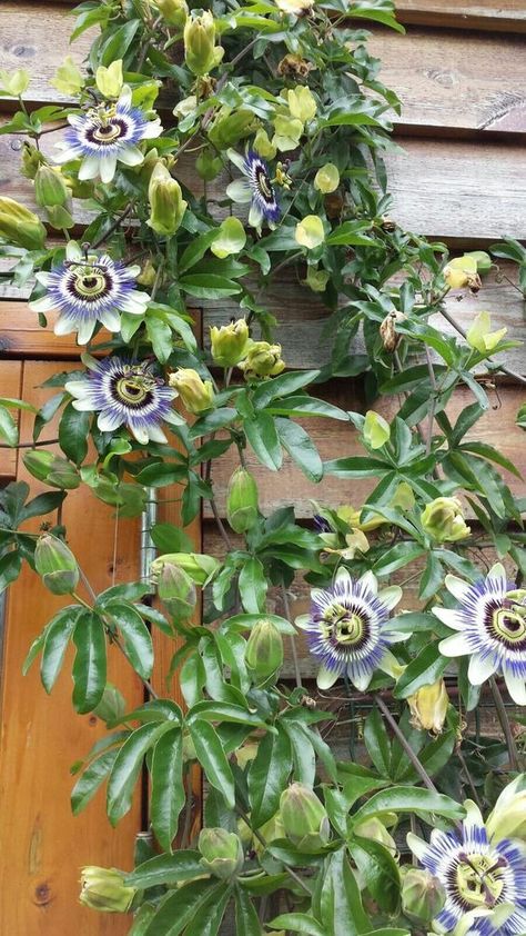 Passion Fruit Flowers, Passionfruit Plant, Passion Fruit Tree, Passion Fruit Garden, Trellis For Cucumbers, Trellis Ideas Garden, Passion Fruit Vine, Outdoor Trellis Ideas, Passionfruit Flower