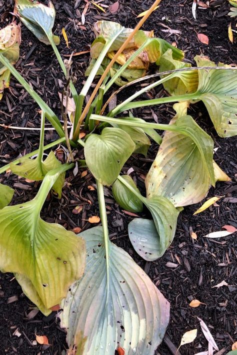 When To Prune Hostas, Pruning Hostas In Fall, Porch Projects, Hosta Care, Gardening Inside, U Cut, Shade Landscaping, Shade Gardening, Shade Garden Plants