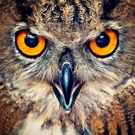 Eagle Owl Eyes  European uhu, captured at a bird of prey demonstration show @ Nieuwe Niedorp, North-Holland, Netherlands. Regard Animal, Owl Photography, Owl Photos, Owl Eyes, Bird Hunting, Owl Pictures, Great Horned Owl, Beautiful Owl, Owl Bird