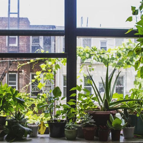 You don't need a backyard, a balcony, expensive equipment, or floor to ceiling windows to grow the things you desire. All you need is a little creativity and you'll be growing to your heart's content 🌻🌿🌷⁠  #smartgarden #indoorgarden #houseplants #edngarden #apartmentgarden Plants On Window Sill, Window Sill Decor, Windowsill Garden, Modern Farmer, Plant Window, Hydrangea Macrophylla, Room With Plants, Growing Indoors, Lush Garden