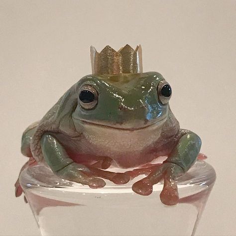 Dumpy Tree Frog, Prince Frog, Whites Tree Frog, Pet Frogs, Frog Frog, Frog Pictures, Frog Art, Modern Disney, A Frog