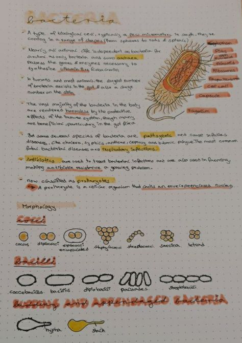 Bacteria Notes Biology, Bacteria Microbiology Notes, Bacteria Notes Aesthetic, Bacteria Notes, Microbiology Bacteria Notes, Highschool Biology Notes, Microbiology Aesthetic Notes, Biology Notes Colleges, Microbiology Notes