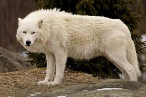 WINDblown ruff, that is. Wild Wolves, Arctic Wolf, Wolf Wallpaper, Wild Wolf, Wolf Love, Wolf Pictures, Beautiful Wolves, White Wolf, Wild Dogs