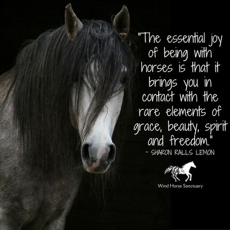 Equine Therapy Activities, Equine Quotes, Inspirational Horse Quotes, Horse Riding Quotes, Horse Story, Cowgirl Quotes, Riding Quotes, Equine Therapy, Speech Pathologist