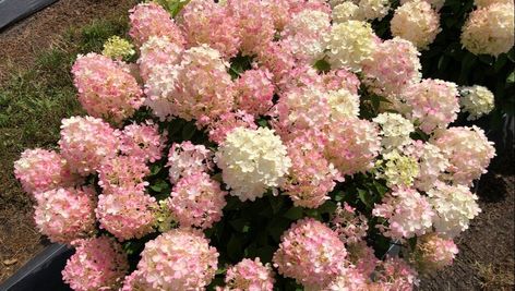 Firelight Tidbit Hydrangea, Tidbit Hydrangea, Firelight Hydrangea, Asparagus Strata, Foundation Shrubs, Hardy Hydrangea, Plants Wishlist, Hydrangea Tree, Rose Fertilizer