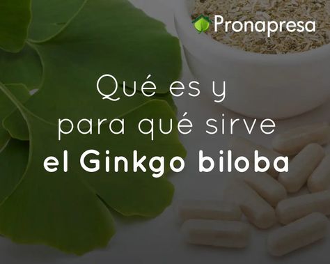 Qué es y para qué sirve el Ginkgo biloba❓🤔 Ginko Biloba, Ginkgo Biloba