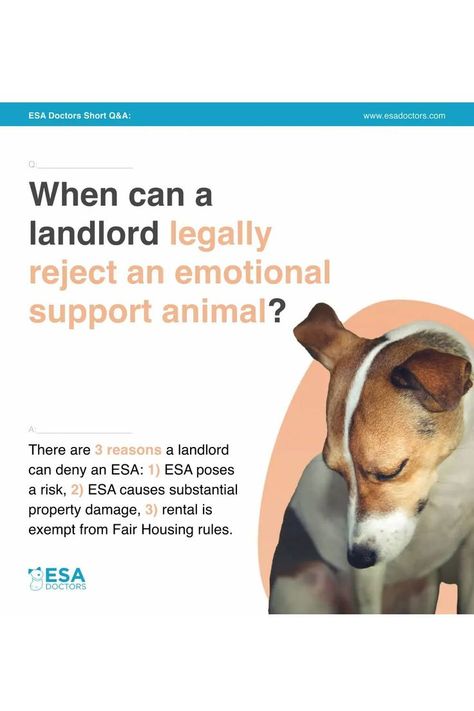 By law, owners of emotional support animals (ESA) are exempt from residential no-pet policies. Housing providers must reasonably accommodate tenants that have an ESA, as long as they can provide an ESA letter from a licensed healthcare professional as proof. However, there are three reasons a landlord can deny an ESA! How To Deal With Pet Loss, Human Meds Safe For Dogs, Training An Emotional Support Dog, Recall Training For Dogs, Emotional Support Dog, Emotional Support Animal, Health Professionals, Emotional Support, Healthcare Professionals