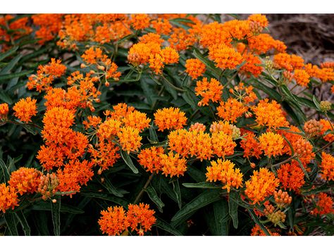 Ascelpias tuberosa Milkweed Garden, Hummingbird Plants, Asclepias Tuberosa, Texas Gardening, Plant Guide, Pollinator Garden, Wildflower Seeds, Butterfly Garden, Monarch Butterfly