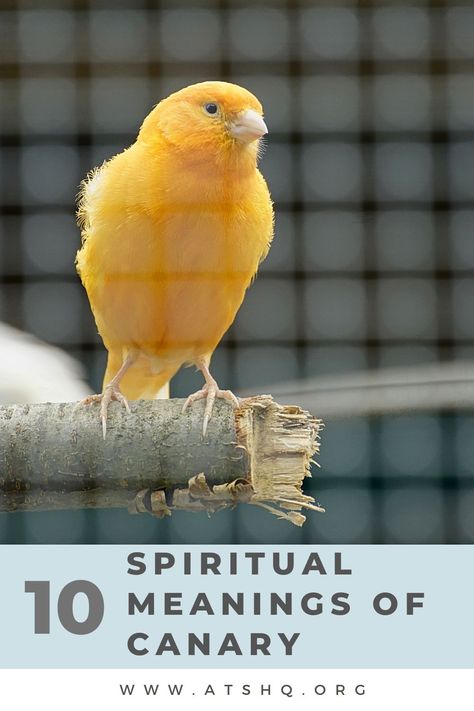 Canary Symbolism: 10 Spiritual Meanings of Canary Melodious Songs, Bird Meaning, Canary Birds, Spiritual Animal, World Birds, Animal Symbolism, Dream Symbols, Australian Birds, The Lives Of Others