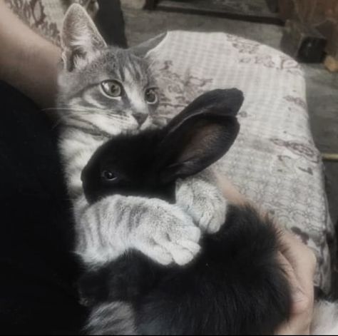 Cats And Rabbits Together, Black Bunny Aesthetic, Black Rabbit Art, Kitty And Bunny, Bunny And Cat, Cat And Bunny, Cats And Rabbits, Cat And Rabbit, Two Rabbits