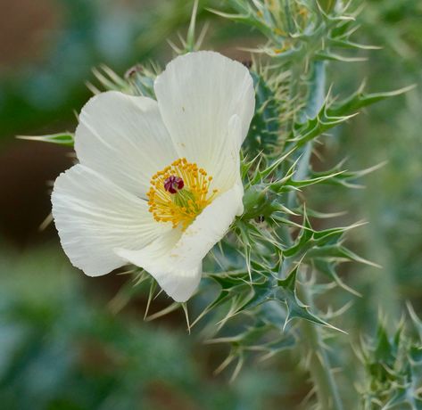 Day 6 : Mexican Poppy (Argemone ochroleuca), an invasive s… | Flickr Mexican Poppy, Invasive Species, Day 6, Wedding Gift, South Africa, Poppies, Wedding Gifts, Road