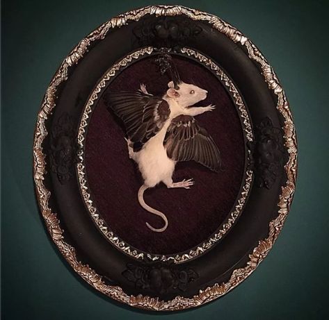 Unicorns and Winged Rats: Look at the World's Weirdest Taxidermy Taxidermy Art Weird, Taxidermy Aesthetic, Damien Hirst Art, New Tattoo Styles, Taxidermy Decor, Hirst Arts, Taxidermy Display, Unicorn Wings, Exquisite Corpse