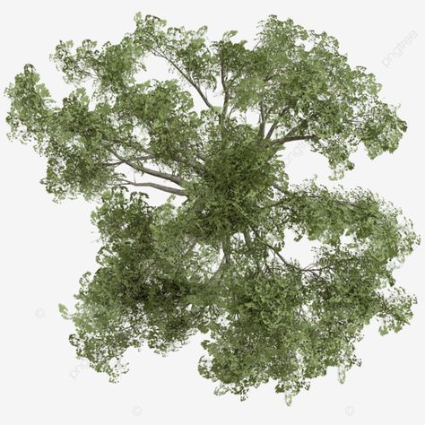 forest tree top view Architecture Essentials, Greenery Texture, Cyrtostachys Renda, Plant Top View, Tree Plan Photoshop, Sabal Palmetto, Tree Plan Png, Arch Plan, Tree Top View