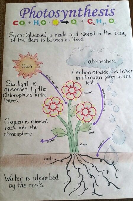 Photosynthesis Science Notes Photosynthesis, Chart On Photosynthesis, Science Chart Ideas For Classroom, Diagram Of Photosynthesis, Photosynthesis Middle School, Biology Charts For Classroom, Photosynthesis Projects Middle School, Notes On Photosynthesis, Photosynthesis Comic Strip Ideas