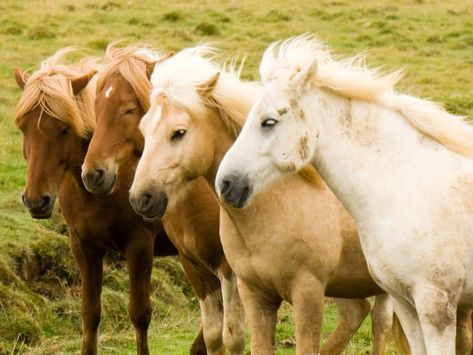 Palomino Horses: History, Fun Facts, Photos and Care - Seriously Equestrian Horses Colors, Horses Together, History Fun Facts, Palomino Horses, Horse Herd, Four Horses, Peace Bird, Horse Info, Palomino Horse