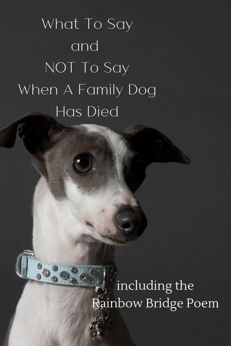 Dog Has Died When a dog dies it is the most heartbreaking time. It's similar grief to how you feel if you lose a family member.... The Love Of A Dog Quotes, Dog Died Quotes Thoughts, Condolences For Pets Dogs, Prayers For Dogs Passing, Prayer For Pet Passing, When A Dog Dies Quotes, Prayer For Dog Passing, Run Free In Heaven Dog Quotes, What To Say When Someone Loses A Pet