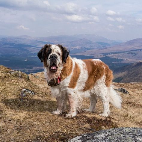 Saint Bernard dog on top of a mountain Saint Bernard Aesthetic, Saint Bernard (dog), Saint Bernard Dog, St Bernards, Saint Bernards, St Bernard Dog, On Top Of A Mountain, St Bernard Puppy, We Rate Dogs