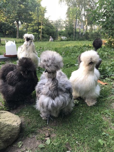 Cool Chicken Breeds, Silky Bantam Chickens, Bantam Silkie Chickens, Silkie Chicken Coop, Silkies Chickens, Silky Chickens, Silkie Chickens Coop, Chicken Silkie, Pretty Chickens