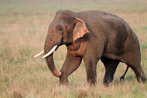 Elephant Side Profile, Indian Collage, Asian Elephants, Indian Wildlife, Elephant Images, National Animal, Elephant Sanctuary, Animal Anatomy, Lion King Simba