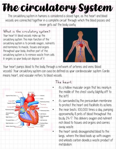 Circulatory System Notes Aesthetic, Cardiovascular Notes, Circulatory System Notes, Cardiovascular System Notes, Nursing School Studying Cheat Sheets, Medical Assistant Student, Nursing Motivation, Nursing School Essential, Medical School Life