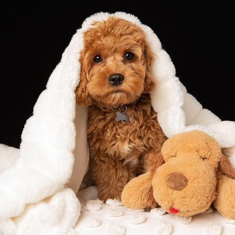 Puppy Photoshoot, Puppy Photography, Cavapoo Puppies, Super Cute Puppies, Cute Little Puppies, Super Cute Animals, Cute Dogs And Puppies, Little Puppies