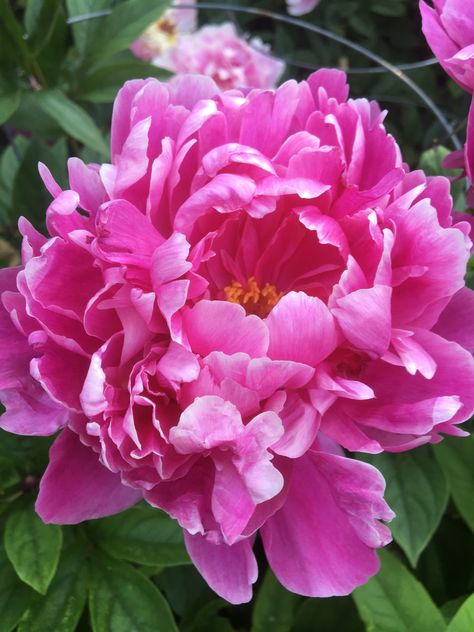 Peony Kansas Flower Garden Pictures, Peonies And Hydrangeas, Peony Painting, Flower Garden Design, Cerise Pink, Wonderful Flowers, Beautiful Flowers Garden, Garden Tours, Flower Farm