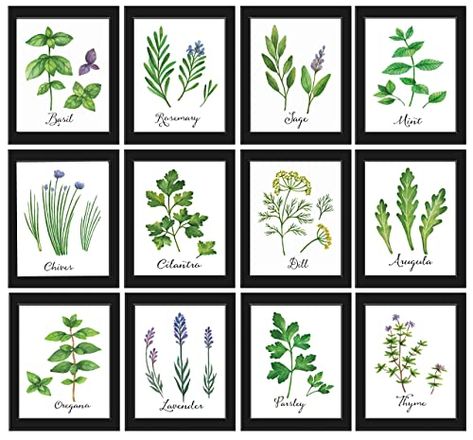 Kitchen Herbs Art Prints Botanical Prints Set of 12 - Unframed - Beautiful Green Garden Nature White Background Home Room Wall Decor Herb Art, Background Home, Kitchen Artwork, Frame Store, Vegetable Prints, Kitchen Herbs, Botanical Print Set, Green Garden, Home Room