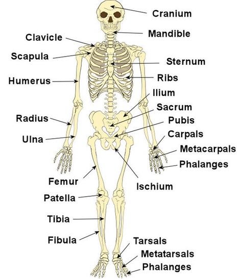 Bones of the Human Body                                                                                                                                                                                 Mehr Skeleton Memes, Anatomi Dan Fisiologi, The Human Skeleton, Body Bones, Skeletal System, Medical Facts, Nursing School Tips, Medical School Studying, Human Skeleton