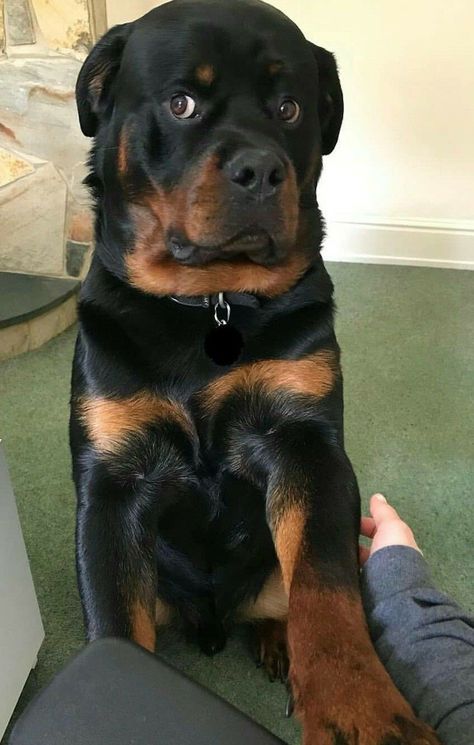 Cute Dogs Full Grown, Cute Rotweiller, Rotweiller Dog, Rottie Puppies, Rottweiler Dog Puppy, Velcí Psi, Baby Rottweiler, Rottweiler Pictures, Ras Anjing