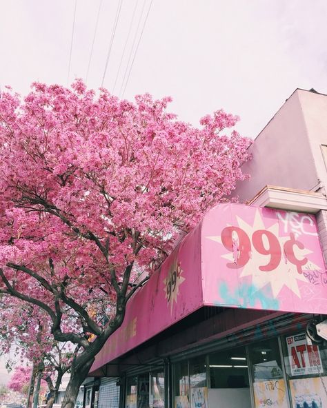 Store Awning, Tree With Pink Flowers, Studying Music, Pink Flowering Trees, 99 Cent Store, Music For Studying, Music Business, Passion Project, Community Manager