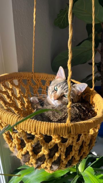 Crochet Cat Bed Hanging, Crochet Cat Cave Pattern Free Pet Beds, Crochet Hanging Cat Bed Free Pattern, Crochet Stuff For Cats, Crochet Yarn Hammock Pattern Free, Crochet Cat Basket, Crochet Things For Cats, Crochet Cat Hammock, Crochet Cat Beds