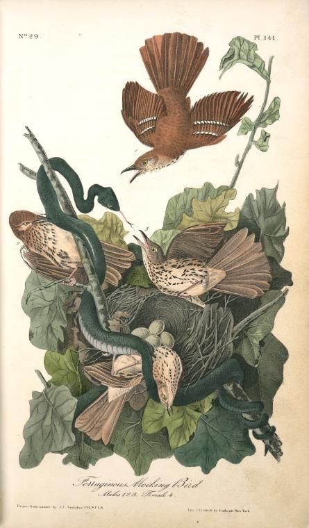 Index Pictures Of Turkeys, Mocking Bird, Mocking Birds, Audubon Birds, Bird Graphic, James Audubon, Birds Of America, Bird Canvas, John James Audubon