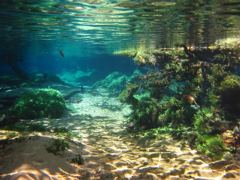 Underwater River, Underwater Life, Blue Lake, Secret Places, Underwater Photography, Photo Images, Underwater World, Ocean Life, Nature Aesthetic