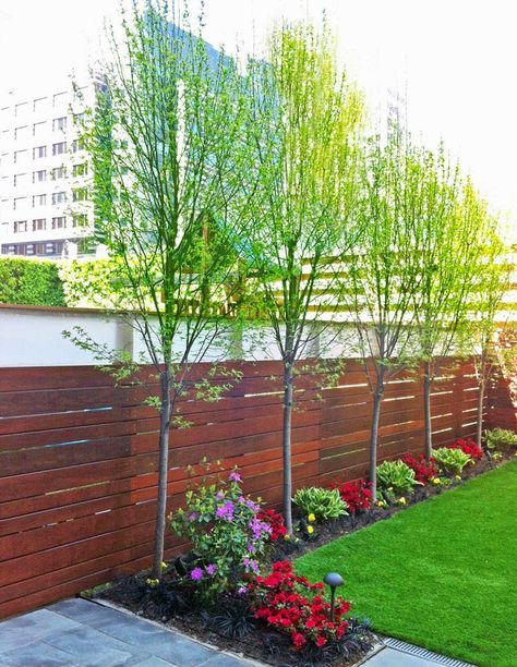 Trees that can grow along a fence line. Simple Pergola, Privacy Fence Landscaping, Landscaping Along Fence, Backyard Ideas On A Budget, Privacy Fence Designs, Pergola Ideas, Backyard Privacy, Fence Landscaping, Backyard Fences