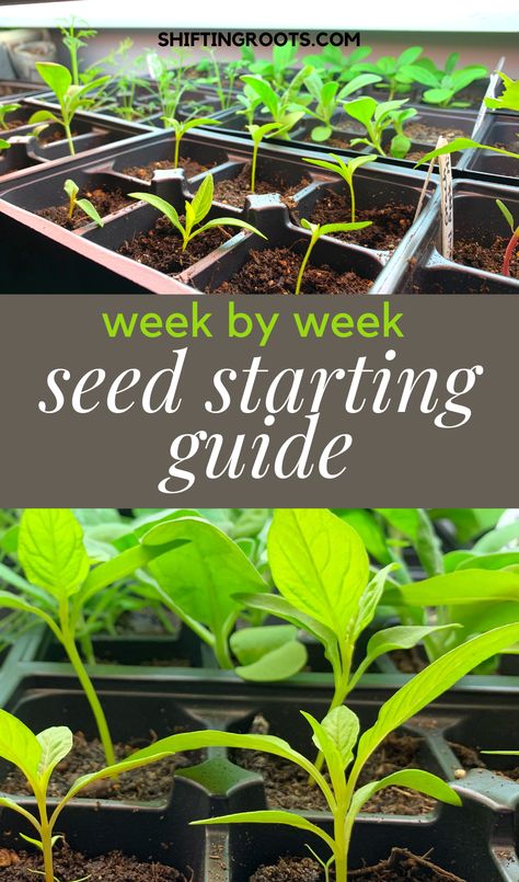 Vegetables To Start Indoors, Herb Seed Starting, Growing Vegetables For Beginners, Zone 4 Seed Starting Schedule, When To Start Seeds Indoors For Zone 5, Growing Seedlings Indoors, Starting Flower Seeds Indoors, When To Start Seeds Indoors In Zone 7, How To Start Seeds