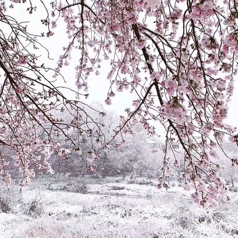 Snow And Flowers, Blossom Core, Amanda Core, Winter Widgets, Cherry Blossom Season, Sakura Tree, Sakura Flower, Sakura Cherry Blossom, Winter Flowers