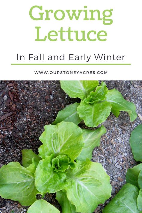 Growing Lettuce In Winter, Lettuce Planters, Planting Lettuce Seeds, When To Plant Lettuce, Lettuce Gardening, Romaine Lettuce Growing, Lettuce Garden, Planting Lettuce, Grow Lettuce