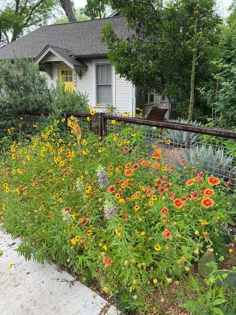 Austin Chapter - Native Plant Society of Texas | Our central Austin front yard and easement between our fence and the new accessible sidewalk put in by the city in the fall | Facebook Texas Native Plants Landscaping, Native Plant Landscape, Texas Plants, Texas Native Plants, Dream Yard, Front Yard Fence, Native Garden, Organic Farming, Front Garden