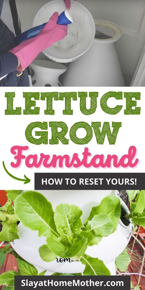 A complete guide (but very quick and easy way) to reset your Lettuce Grow Farmstand. Video included! #gardening #verticalgardening #hydroponics #lettucegrow #slayathomemother #farmstand *shoppable affiliate links added to this pin. Lettuce Grow Farmstand, Indoor Hydroponic Gardening, Lettuce Grow, Hydroponics Gardening, Backyard Homestead, Hydroponic Garden, Remove Stains, Farm Stand, Hydroponic Gardening