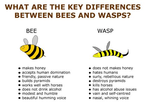 Good to know, as I'm trying to distinguish who has made a home in our lilac shrub... Raising Butterflies, Bee Themed Classroom, Buzzy Bee, Survival Skills Life Hacks, Bees And Wasps, Inquiry Based Learning, Funny Animal Photos, Beautiful Bugs, Creepy Crawlies