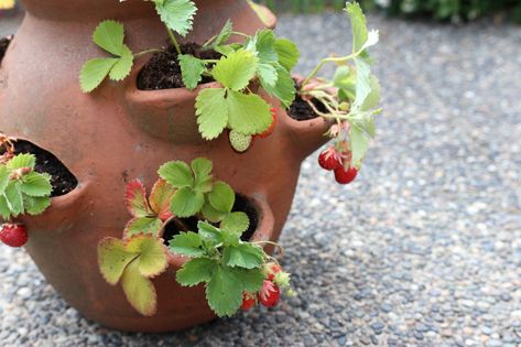 How to Plant a Strawberry Pot Strawberry Pot, Strawberry Planter, Strawberry Pots, Easy Gardening, Cactus Pot, Strawberry Plants, Garden Pottery, Pot Plant, Easy Garden